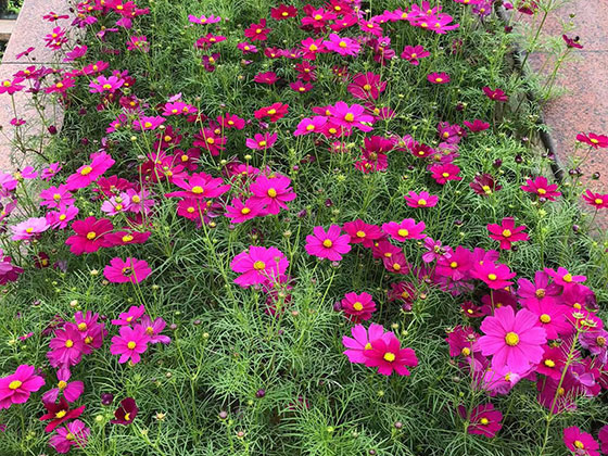 上海仿真花人造花-室内外花木植物租摆